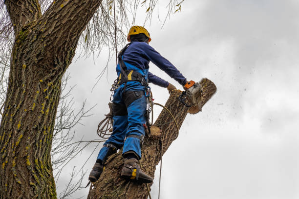 Reliable West Hill, OH  Tree Services Solutions